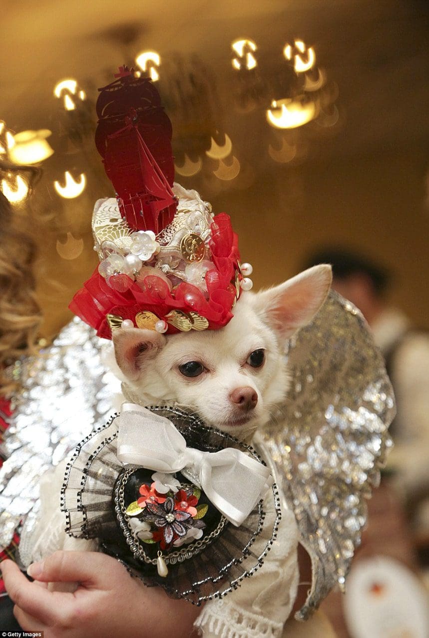 New York Pet Fashion Show di Runway Magazine New York Pet Fashion Show di Runway Magazine