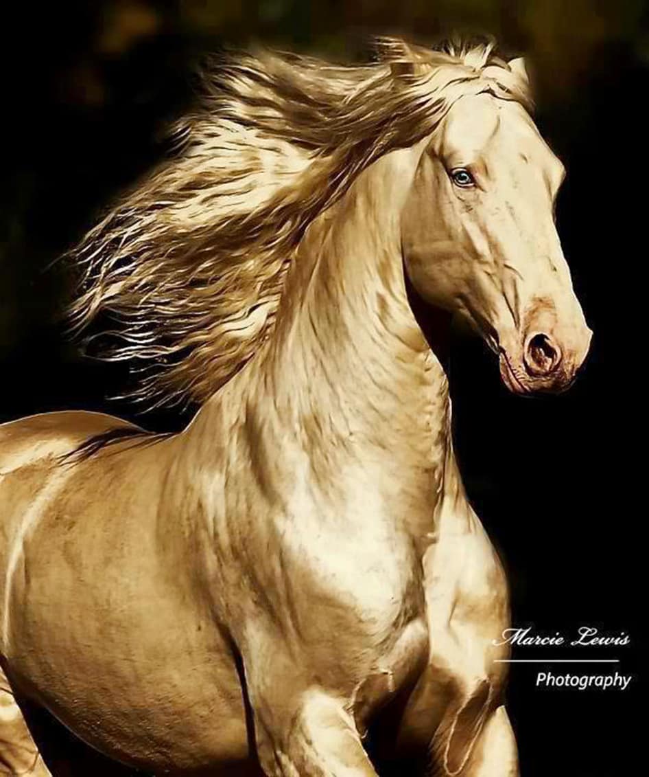 阿哈尔·泰克(Akhal-Teke) 阿哈尔·泰克(Akhal-Teke)